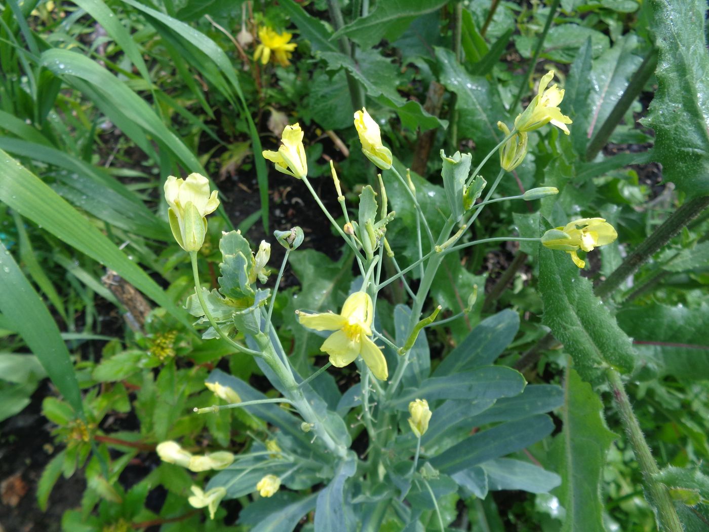 Изображение особи Brassica oleracea var. capitata.