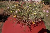 род Portulaca. Цветущие растения в декоративном стамносе. Кипр, г. Айа-Напа, западный край пляжной зоны Нисси-Бич, охраняемая зона с растущими на ней эндемиками. 02.10.2018.