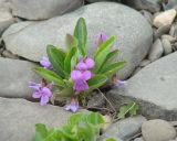 Viola gmeliniana. Цветущее растение. Иркутская обл., Иркутский р-н, окр. пос. Б. Голоустное, дельта р. Голоустная, галечник. 01.06.2018.