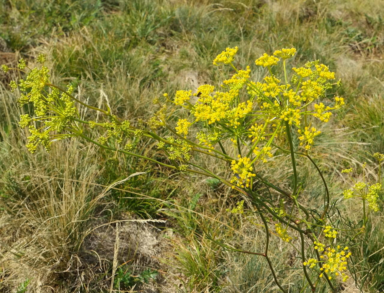 Изображение особи Peucedanum tauricum.