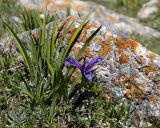 Iris ruthenica