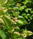 Cotoneaster lucidus