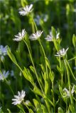 Stellaria crassifolia. Верхушка цветущего растения. Мурманская обл., п-в Рыбачий, побережье Большой Волоковой губы севернее м. Коровий, сырой каменистый берег ручья. 28.07.2020.