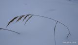 Calamagrostis purpurea