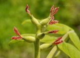 Juglans mandshurica