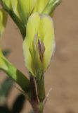 Astragalus longipetalus. Цветок. Дагестан, Кумторкалинский р-н, окр. с. Коркмаскала, дюны. 22 мая 2022 г.