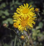 Inula salicina. Соцветия-корзинки. Пермский край, Оханский р-н, Тулумбаихинское сельское поселение, Кунчурихинский бор, побережье Воткинского водохранилища, берёзовая роща. 30.07.2022.