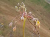 Allium paczoskianum