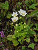 Parnassia palustris