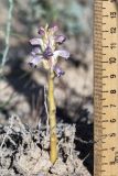 Orobanche cumana. Цветущее растение (паразитирует на Artemisia sp.). Казахстан, Мангистауская обл., Тупкараганский р-н, плато Тюб-Караган, песчано-глинистая пустыня. 08.06.2022.