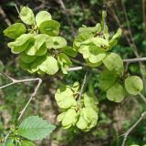 Ulmus pumila