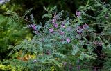 Indigofera heterantha