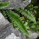 Polystichum lonchitis. Вайя. Кольский п-ов, Хибины, западный склон массива Кукисвумчорр, среди нагромождения камней в ложбине. 11.08.2010.