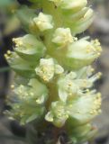 Orostachys spinosa. Часть соцветия зацветающего растения. Новосибирская обл., Искитимский р-н, окр. пос. Евсино, скальные обнажения на р. Шипунихе. 20 июля 2011 г.