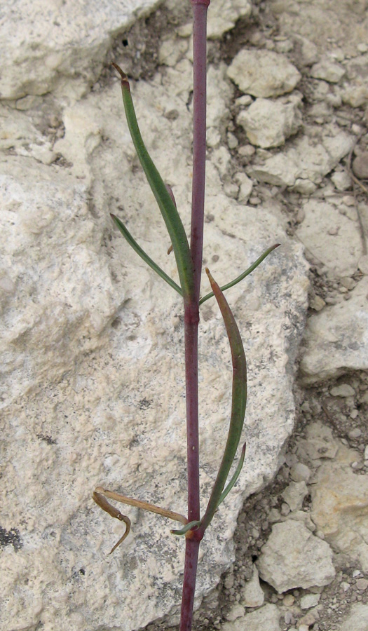 Изображение особи Gypsophila pallasii.
