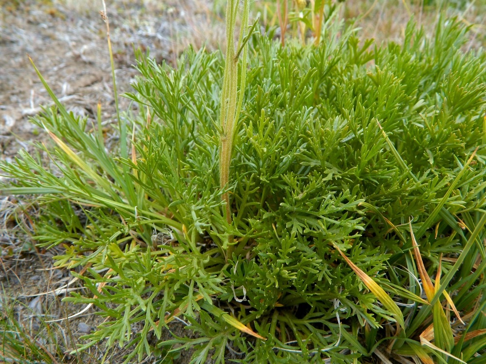 Изображение особи Artemisia norvegica.