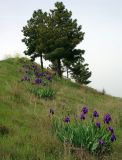 Iris germanica. Цветущие растения, бежавшие из культуры. Азербайджан, Шекинский р-н. 18.04.2010.