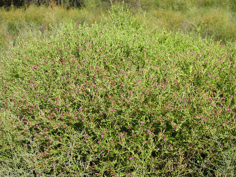 Изображение особи Karelinia caspia.