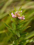 Trifolium lupinaster