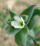 Nonea echioides. Цветок. Израиль, Северный Негев, лес Лаав. 25.02.2013.