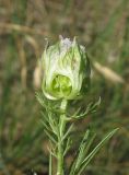 Nigella arvensis. Бутон. Крым, Ленинский р-н, окр. г. Щелкино, берег оз. Акташ, искусственно облесённая степь. 19 июня 2013 г.