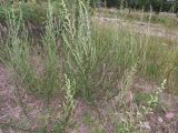 Artemisia campestris