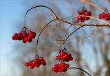 Viburnum opulus