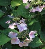 Hydrangea macrophylla. Листья и отцветающие соцветия. Германия, г. Essen, Grugapark. 29.09.2013.