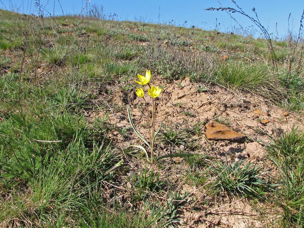 Изображение особи род Tulipa.