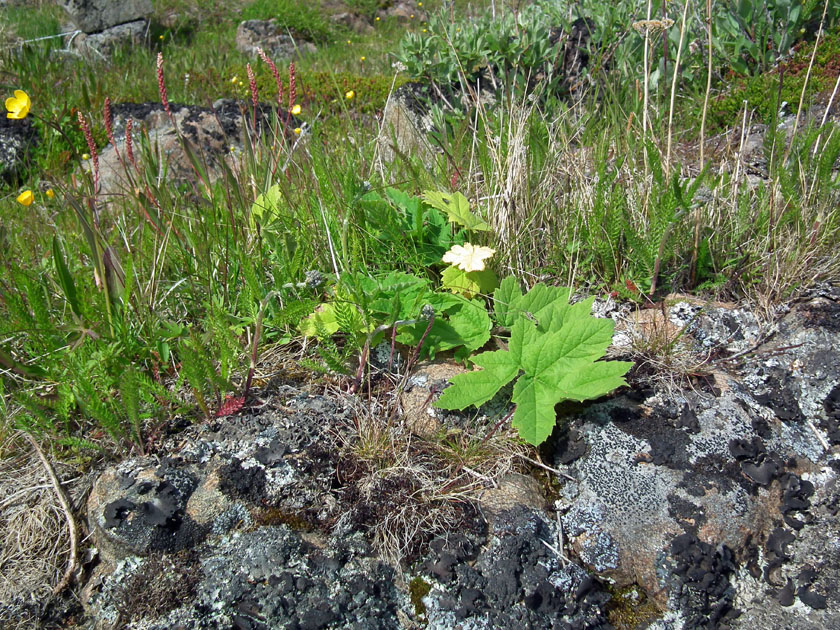 Image of Heracleum sibiricum specimen.