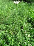 Achillea millefolium