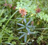 Trifolium lupinaster. Верхушка побега с соплодием. Хакасия, окр. г. Сорск, смешанный лес. 13.08.2009.
