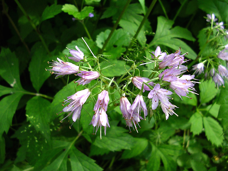 Изображение особи Hydrophyllum virginianum.