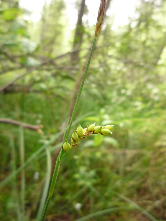 Изображение особи Carex vaginata.