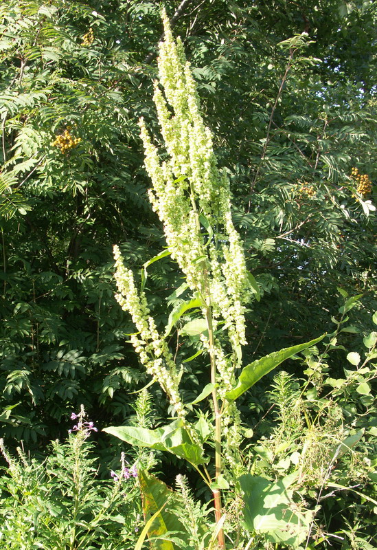 Изображение особи Rumex aquaticus.