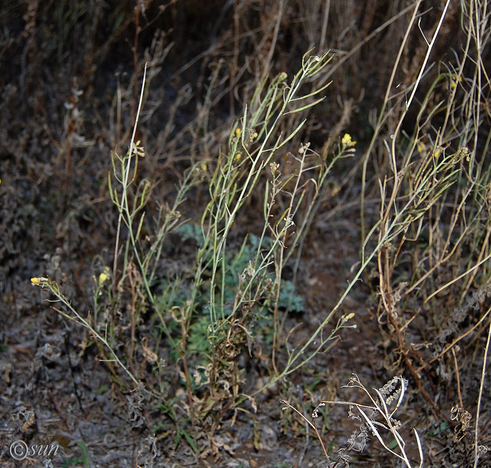 Изображение особи Diplotaxis tenuifolia.