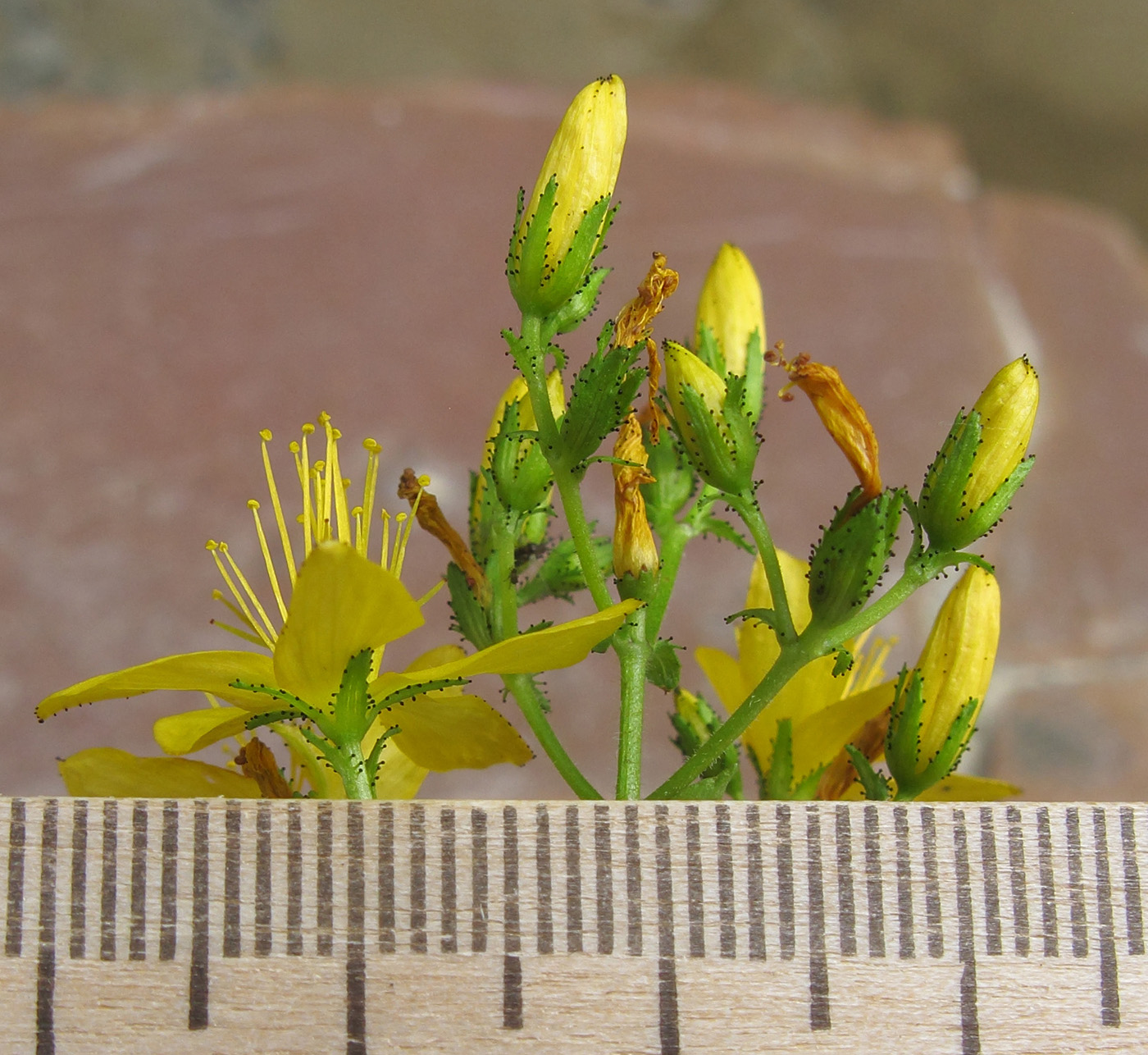 Изображение особи Hypericum hirsutum.