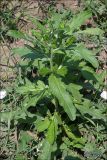 Cirsium incanum