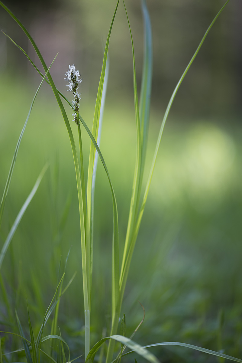 Изображение особи род Carex.