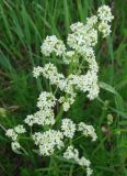 Galium boreale