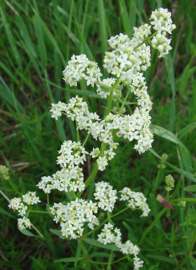 Изображение особи Galium boreale.