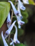 род Corydalis. Цветки. Южный Китай, Гуандун, геопарк Дансия (Шаогуань) (Shaoguan Danxia Mountain Geopark). 25 февраля 2016 г.