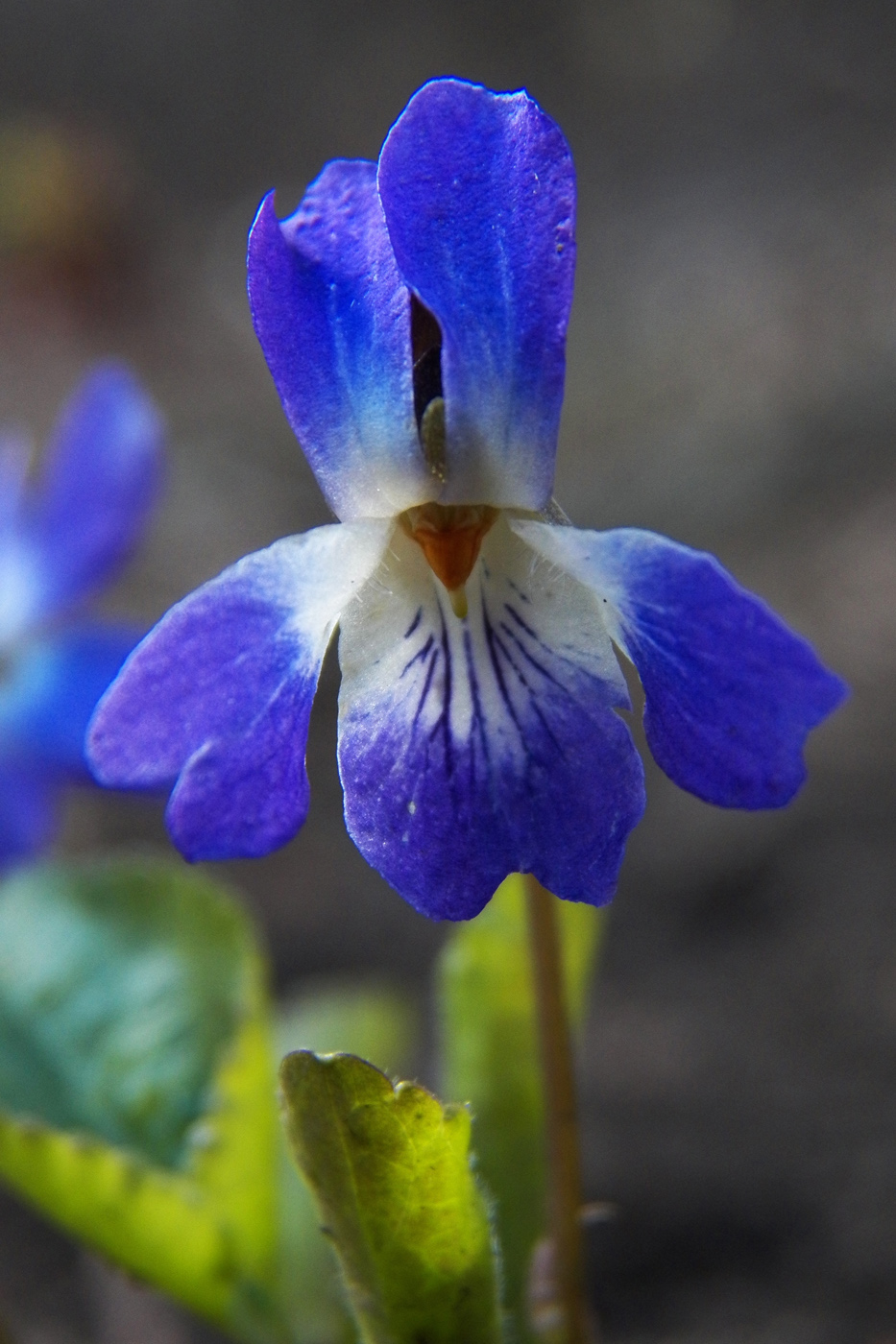 Image of Viola suavis specimen.