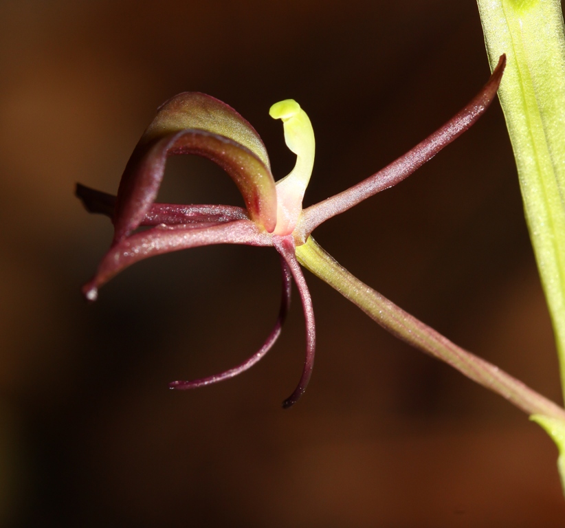 Изображение особи Liparis japonica.