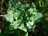 Euphorbia komaroviana