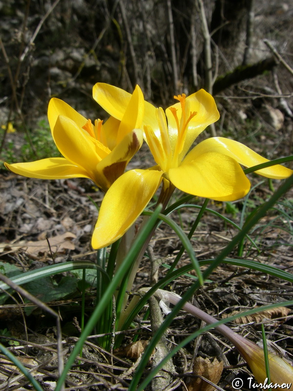 Изображение особи Crocus angustifolius.