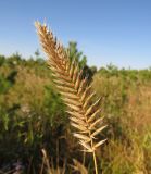 Agropyron pectinatum