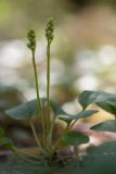 Pyrola rotundifolia. Растение с бутонами. Кировская обл., окр. г. Кирово-Чепецк, в сосновом лесу. 29.05.2016.