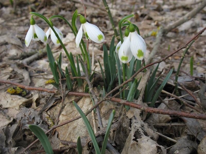 Изображение особи Galanthus caucasicus.