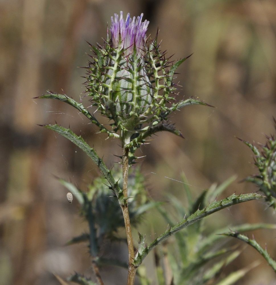 Image of Atractylis cancellata specimen.